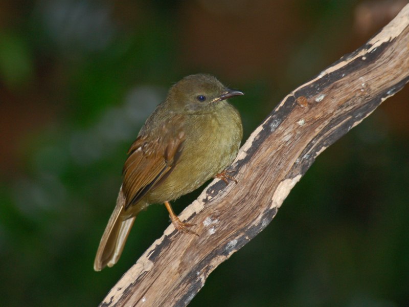 Alcuni piccoli uccelli da identificare